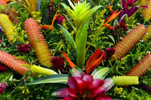 Arrangement of different Bromeliad flowers and other flowering plants