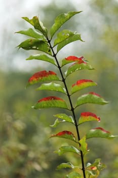 Close up of leaves becoming red in autumn