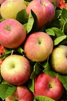 Close-up of bouquet made mosrtly of red fuji apples