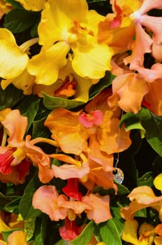 Arrangement of orange orchids on green leaves