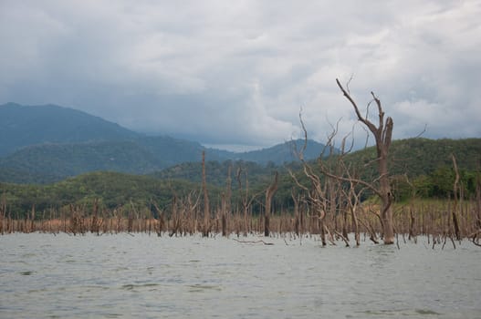 Balahala Forest in yala, thailand - Balahala forest is most perfectly forest in South of Thailand