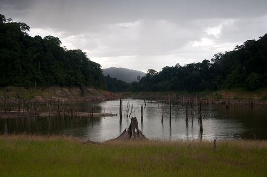 Balahala Forest in yala, thailand - Balahala forest is most perfectly forest in South of Thailand