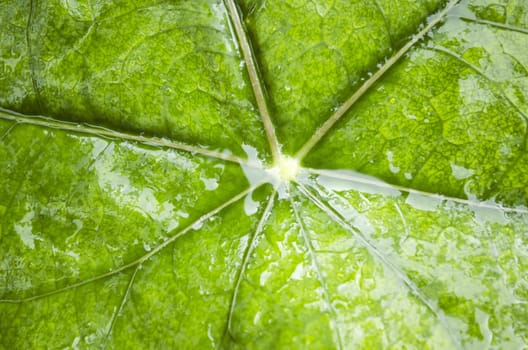 Close-up of wet green leaf after the rain