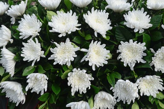 Arrangement of white chrysanthemums on green leaves