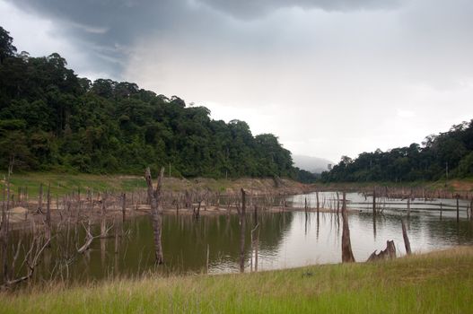 Balahala Forest in yala, thailand - Balahala forest is most perfectly forest in South of Thailand