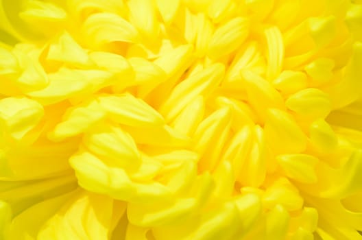 Macro shot of a beautiful yellow flower 