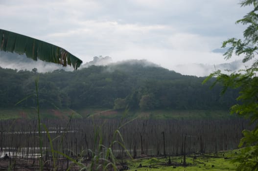 Balahala Forest in yala, thailand - Balahala forest is most perfectly forest in South of Thailand