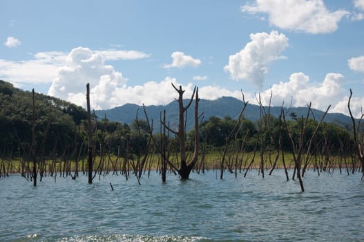 Balahala Forest in yala, thailand - Balahala forest is most perfectly forest in South of Thailand