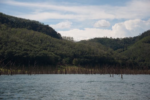 Balahala Forest in yala, thailand - Balahala forest is most perfectly forest in South of Thailand