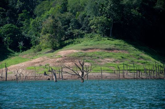 Balahala Forest in yala, thailand - Balahala forest is most perfectly forest in South of Thailand