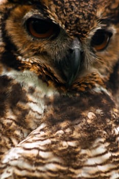 A closeup of the face of a great horned owl.