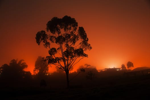 The silhouette of a tree taken at night.