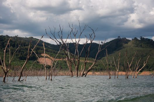 Balahala Forest in yala, thailand - Balahala forest is most perfectly forest in South of Thailand