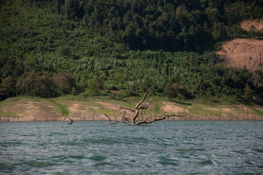 Balahala Forest in yala, thailand - Balahala forest is most perfectly forest in South of Thailand