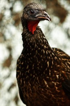 A picture of a crested guan.