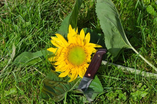 cut unripe sunflower head on grass and knife with wooden handle stuck in ground.