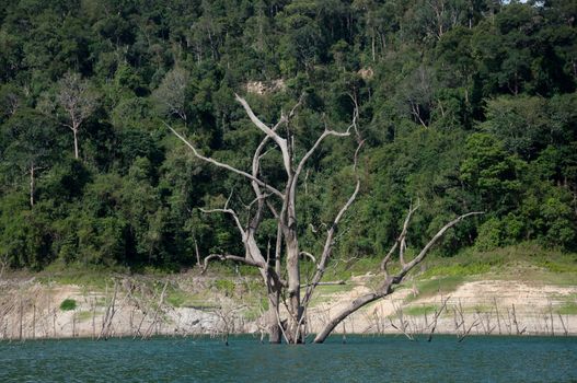 Balahala Forest in yala, thailand - Balahala forest is most perfectly forest in South of Thailand