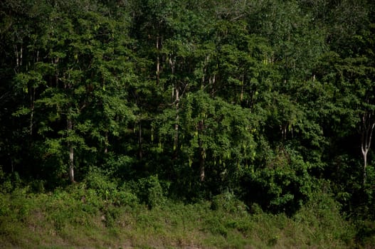 Parkia speciosa Hassk tree in Forest