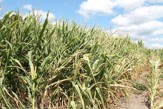 View of corn that has been stricken by drought.