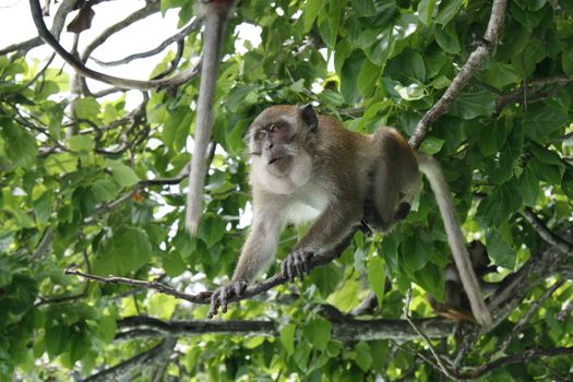 Monkey sitting on the tree in the jungle