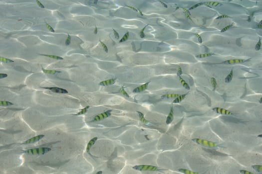 Fishes along the tropical beach, Andaman sea, Thailand