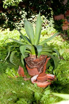 gardener repot green aloe vera plant in garden in summer