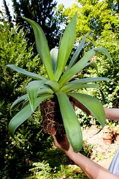 gardener repot green aloe vera plant in garden in summer