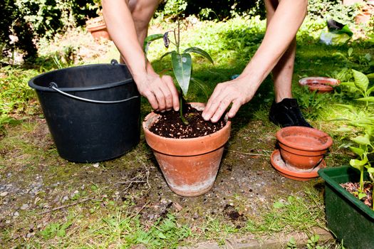 gardener repot green aloe vera plant in garden in summer