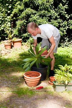 gardener repot green aloe vera plant in garden in summer