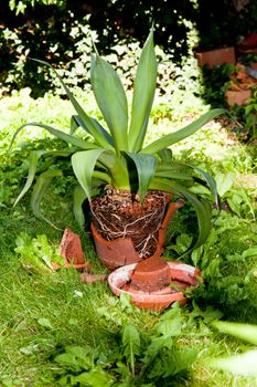 gardener repot green aloe vera plant in garden in summer