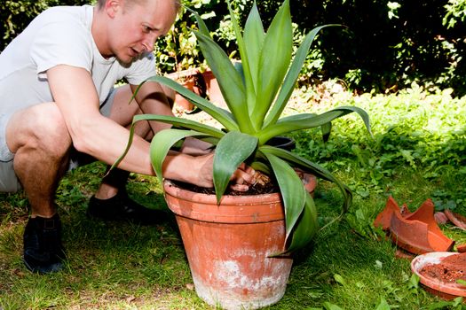 gardener repot green aloe vera plant in garden in summer