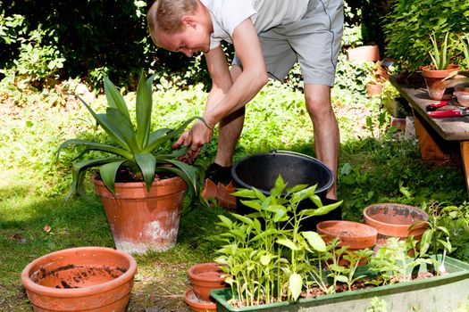 gardener repot green aloe vera plant in garden in summer