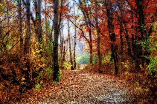 Enchanted Forest Path in Rural Minnesota in Indian Summer