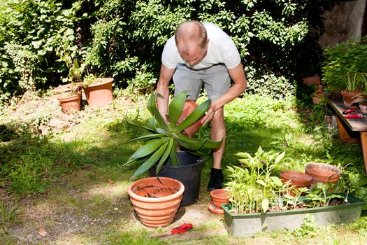 gardener repot green aloe vera plant in garden in summer