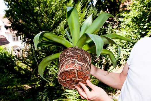 gardener repot green aloe vera plant in garden in summer