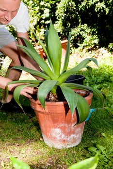 gardener repot green aloe vera plant in garden in summer