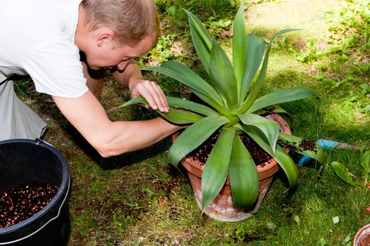 gardener repot green aloe vera plant in garden in summer