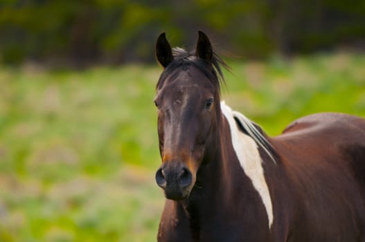 Portrait of a Beautiful Horse feeding in a grassy pasture