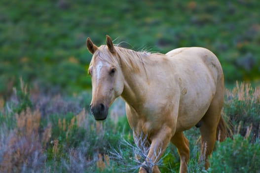 Beautiful white horse feeding in a grassy pasture