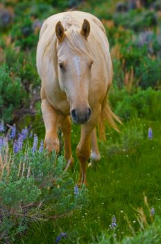 Beautiful white horse feeding in a grassy pasture