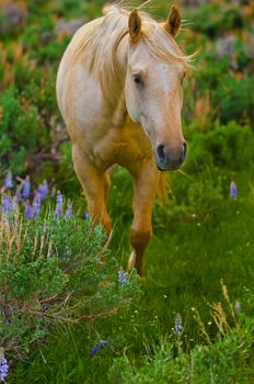 Beautiful white horse feeding in a grassy pasture