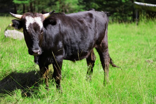 Cow walking on the mountain meadow