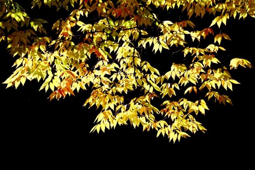 beautiful colored hornbeam tree foliage in autumn