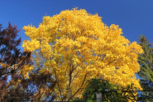 yellow foliage of a walnut tree in fall