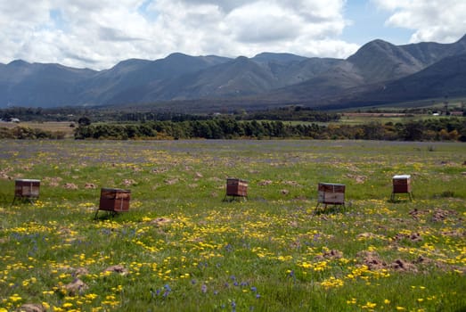 Five beehives in a field of bright flowers in Stanford, South Africa