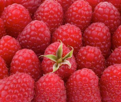 Background of Perfect Juicy Raspberries with Stem closeup