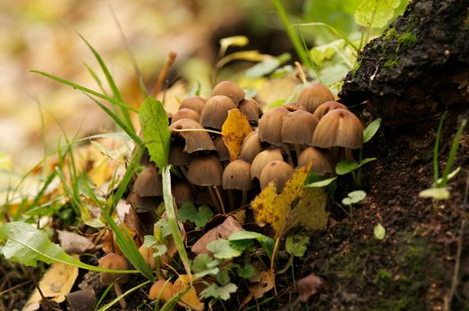 Heap of Mushrooms on Base of Oak Tree with Green Grass and Yellow Leafs in Natural Environment
