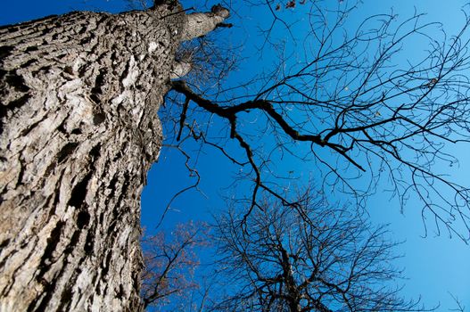 Large Oak Tree Growth into Blue Sky view under the tree