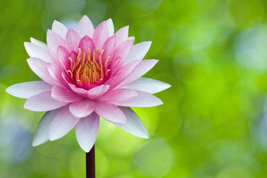 Red lotus on spring background