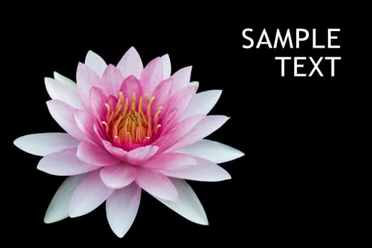 Red lotus isolated on black